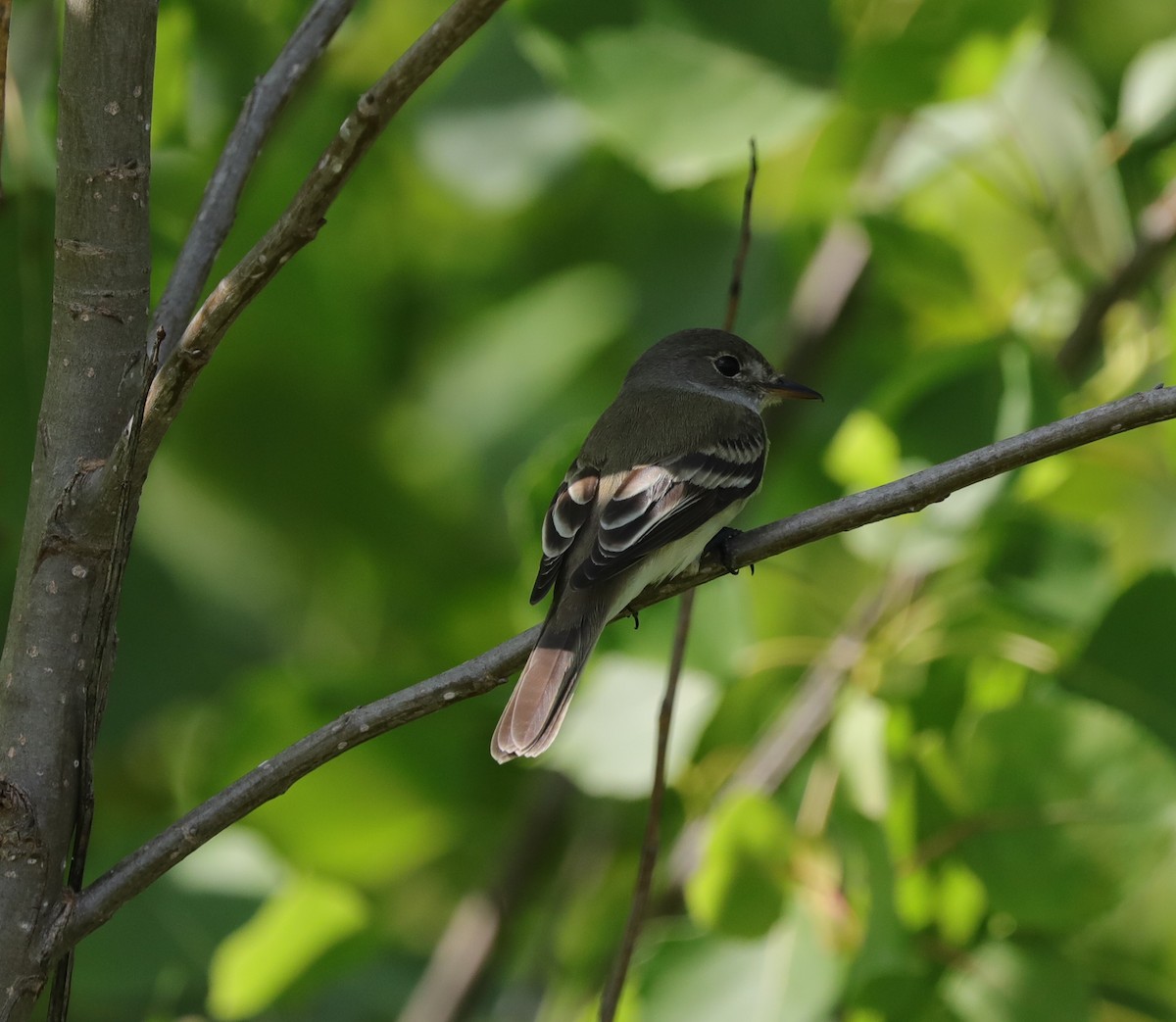 Willow Flycatcher - ML620230882