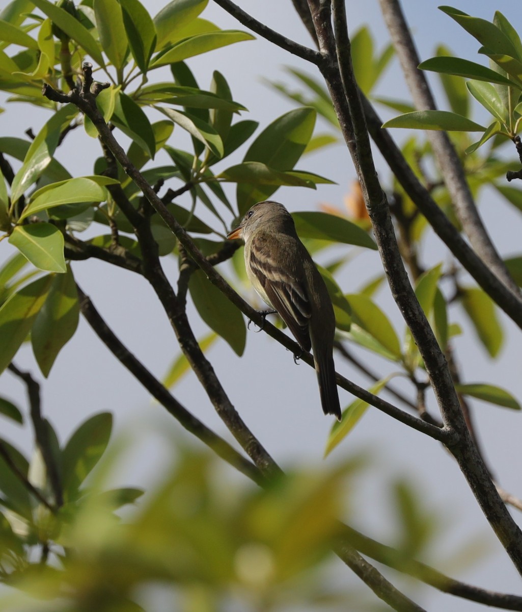 Willow Flycatcher - Laurel Barnhill