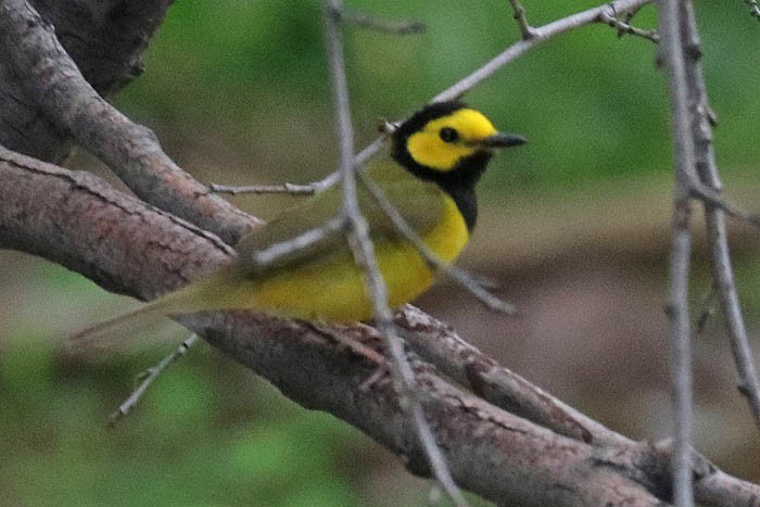 Hooded Warbler - ML620230896