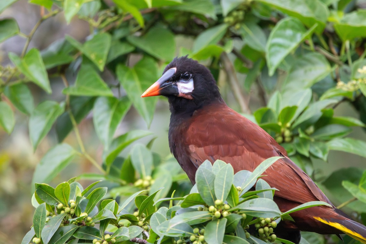 Montezuma Oropendola - ML620230897