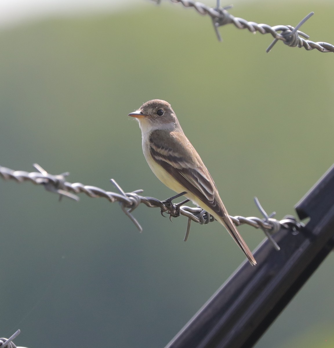 Willow Flycatcher - Laurel Barnhill