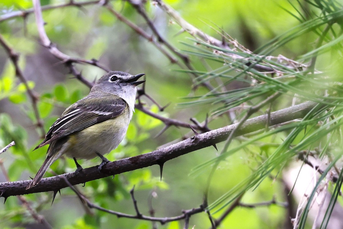 Cassin's Vireo - ML620230903