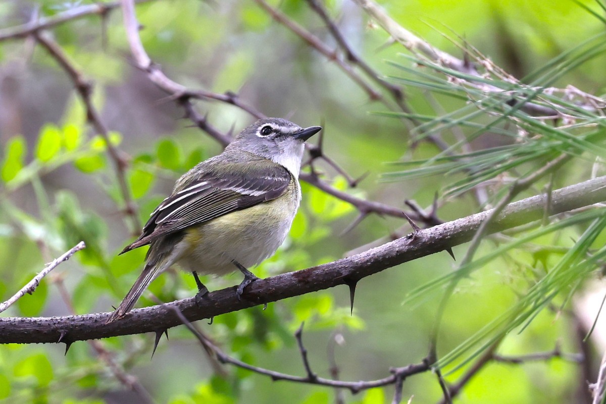 Vireo de Cassin - ML620230904