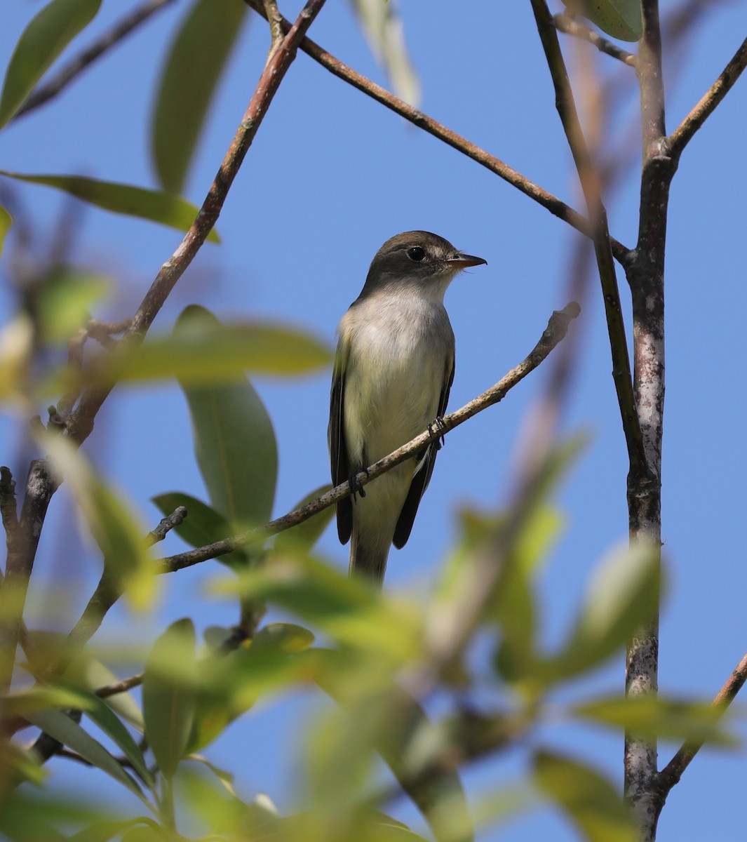 Willow Flycatcher - ML620230916