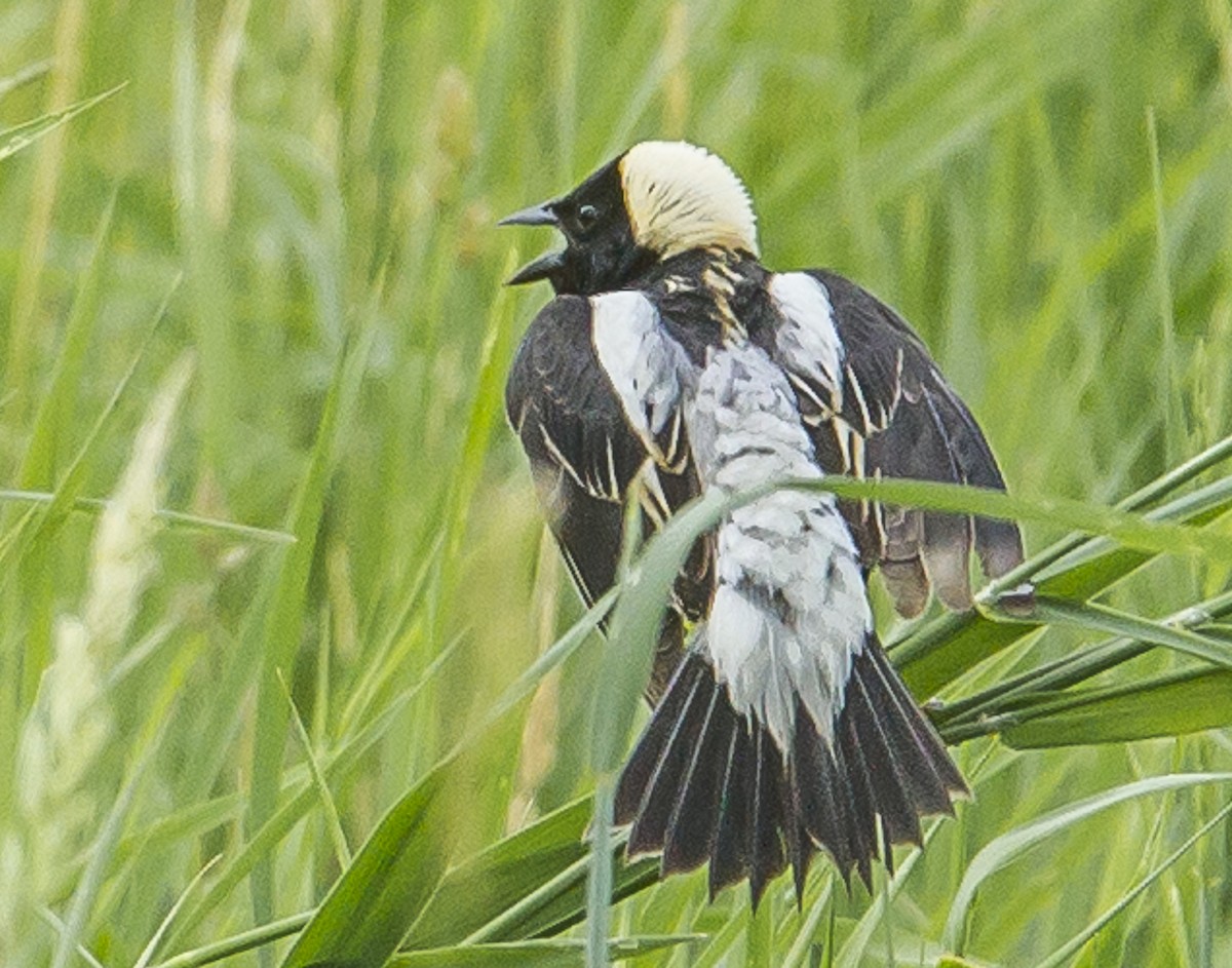 Goglu des prés - ML620230919