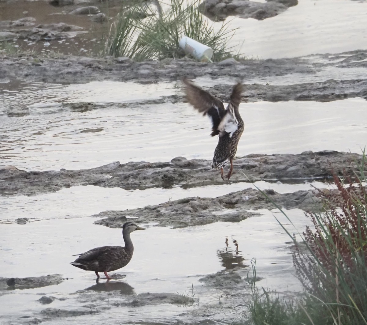 Canard colvert ou C. du Mexique - ML620230922