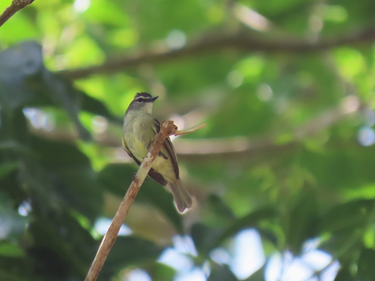 White-lored Tyrannulet - ML620230924