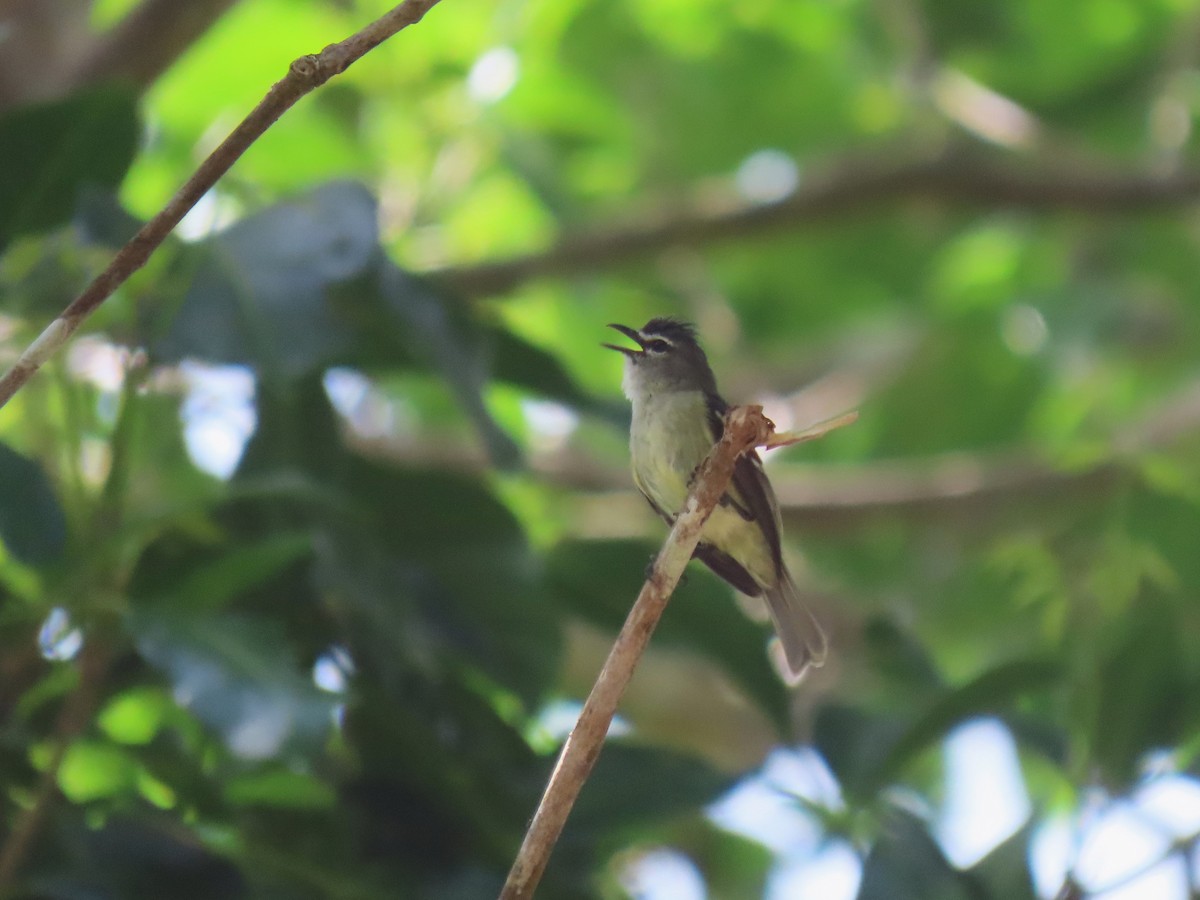 White-lored Tyrannulet - ML620230925