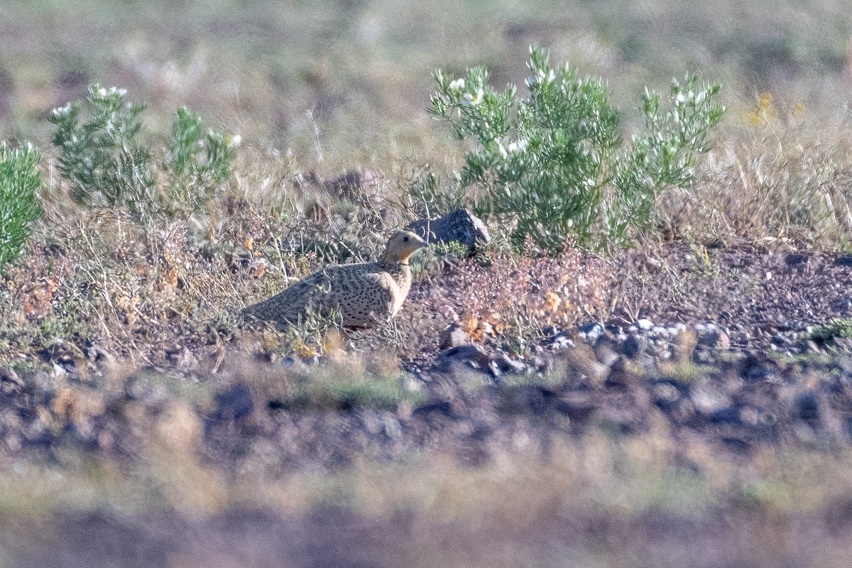 Pallas's Sandgrouse - ML620230927