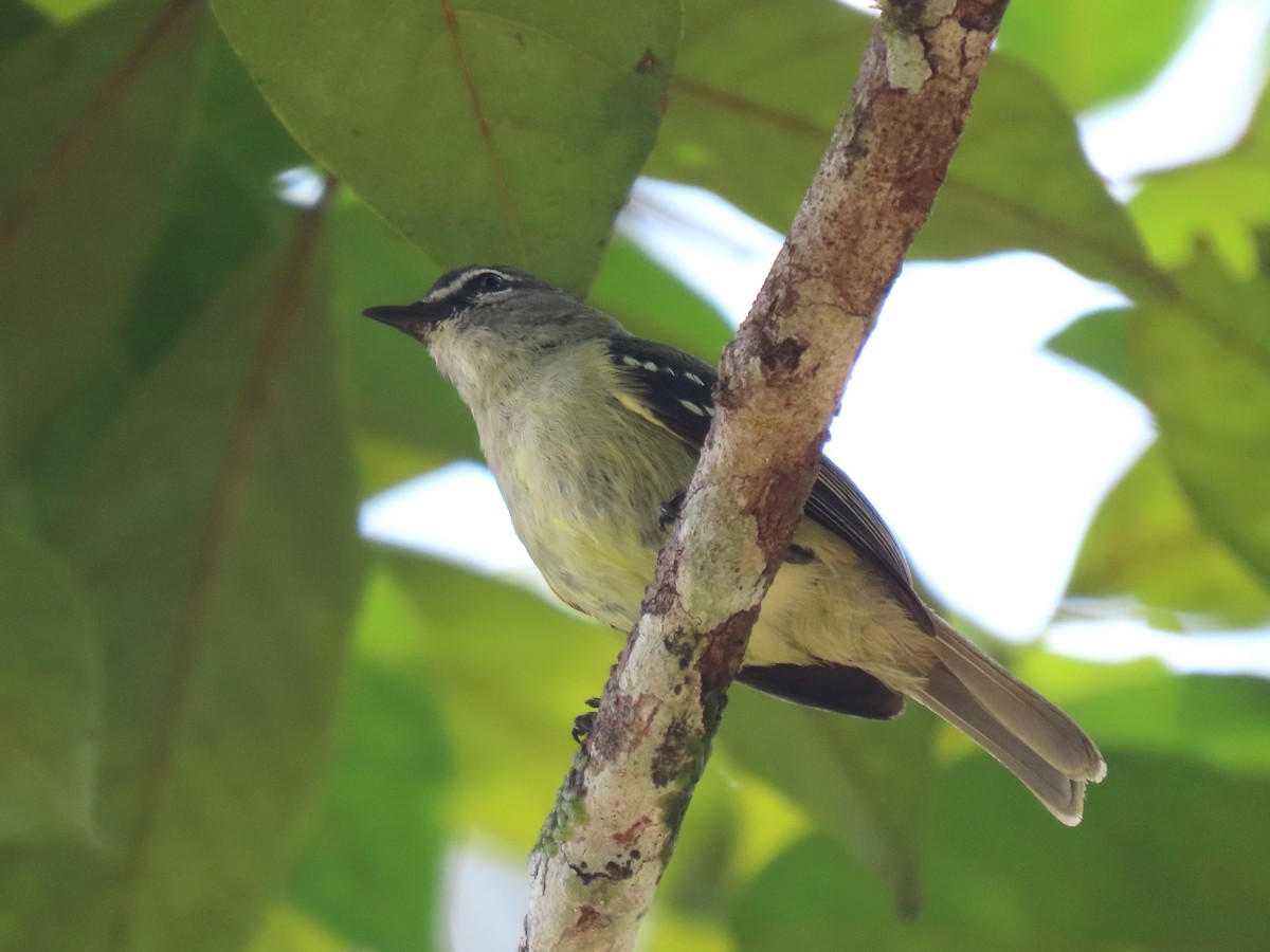 White-lored Tyrannulet - ML620230928