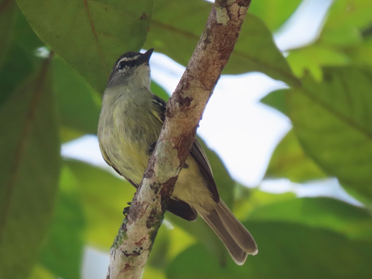 White-lored Tyrannulet - ML620230929