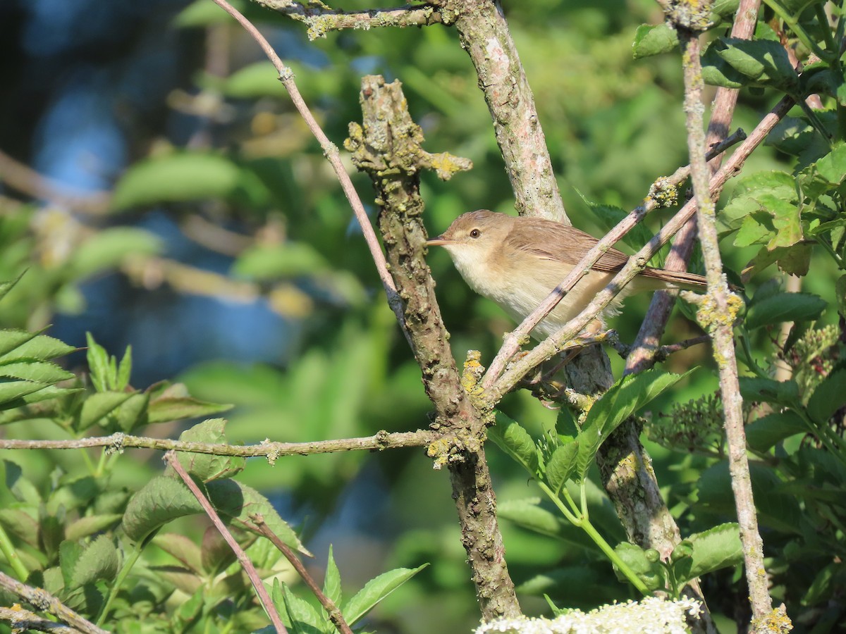 Common Reed Warbler - ML620230931