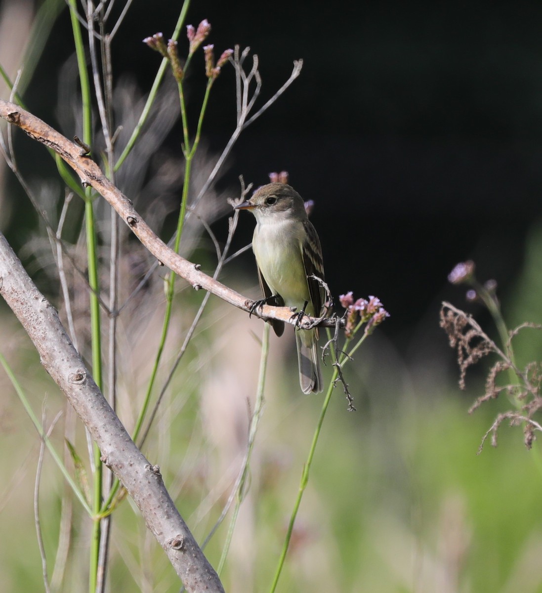 Willow Flycatcher - ML620230932