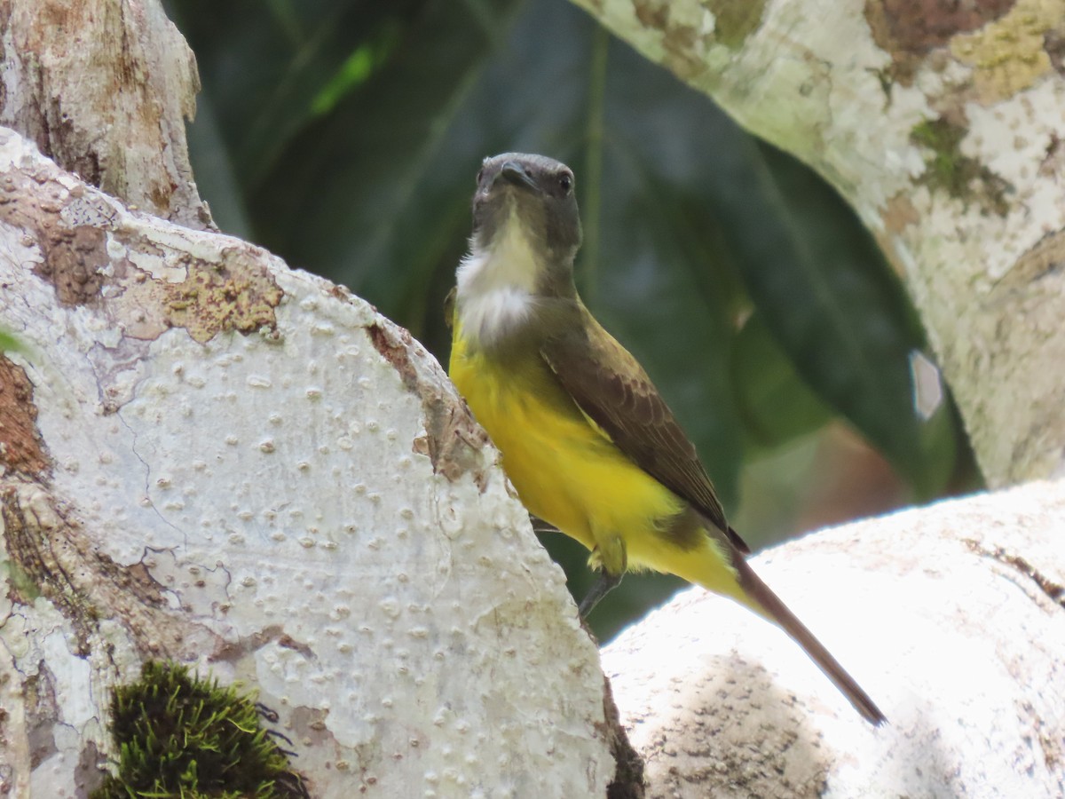 Sulphury Flycatcher - ML620230936