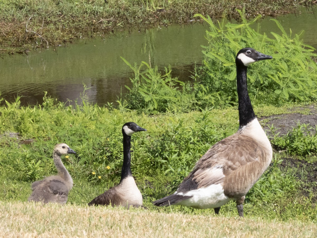 Canada Goose - Carol Bailey-White