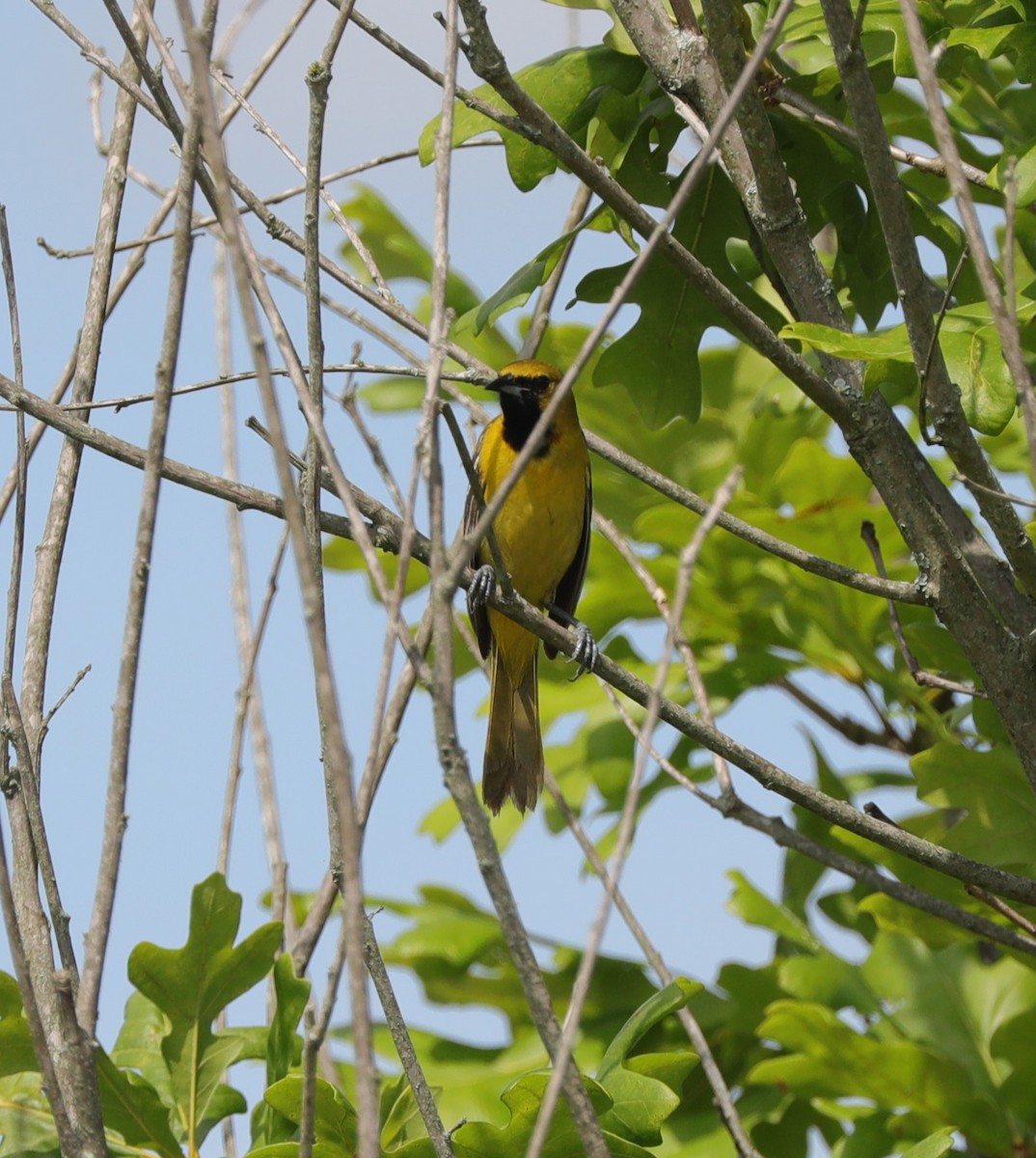 Orchard Oriole - ML620230955