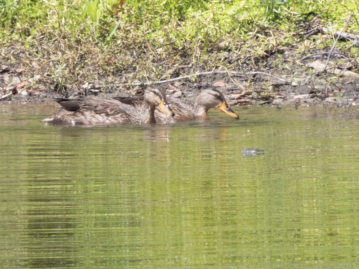 Canard colvert ou C. brun - ML620230965