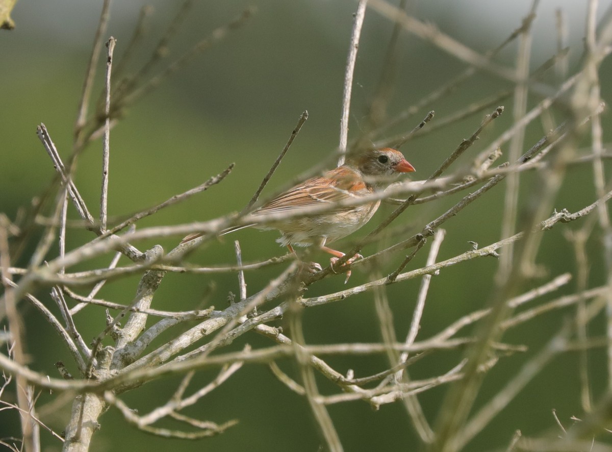 Field Sparrow - ML620230972