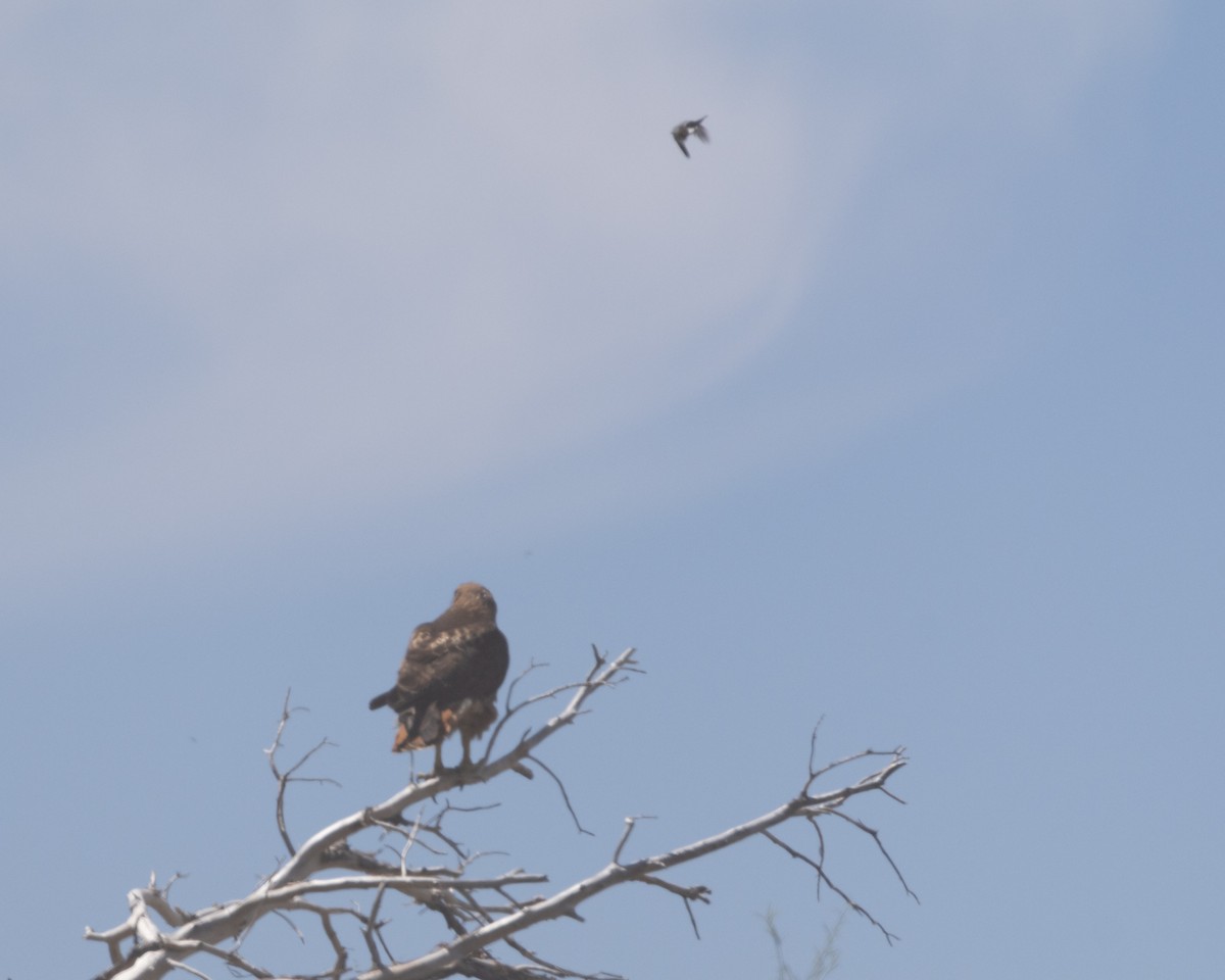 Red-tailed Hawk - ML620230975