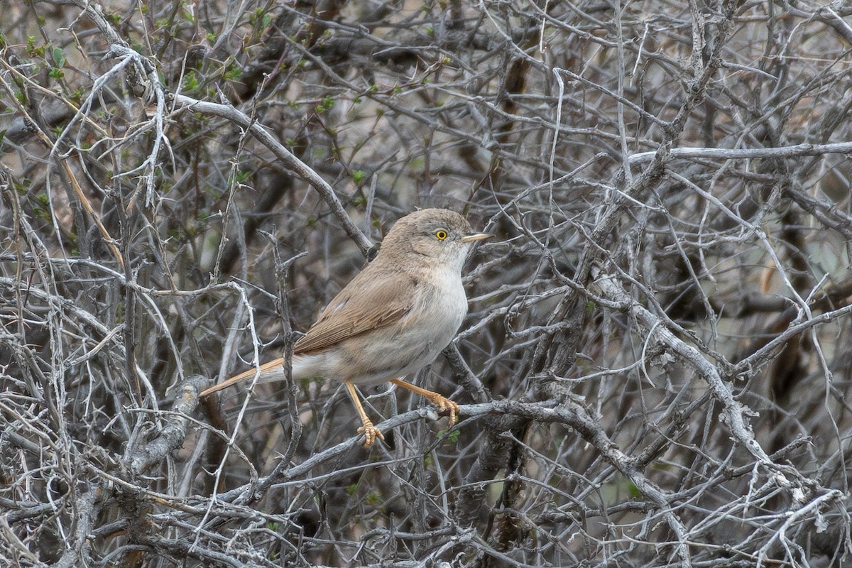 漠地林鶯 - ML620230977