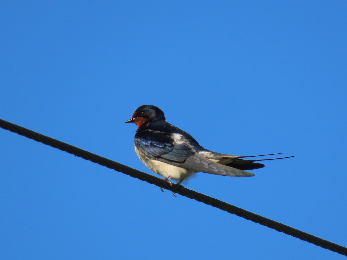 Barn Swallow - ML620230981