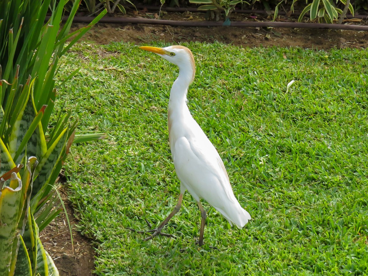 Western Cattle Egret - ML620230982