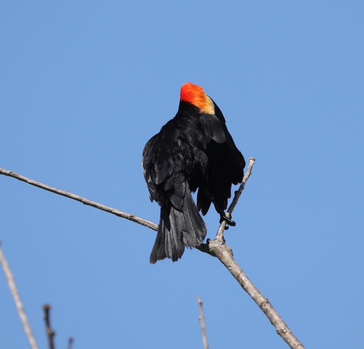 Red-winged Blackbird - ML620230983