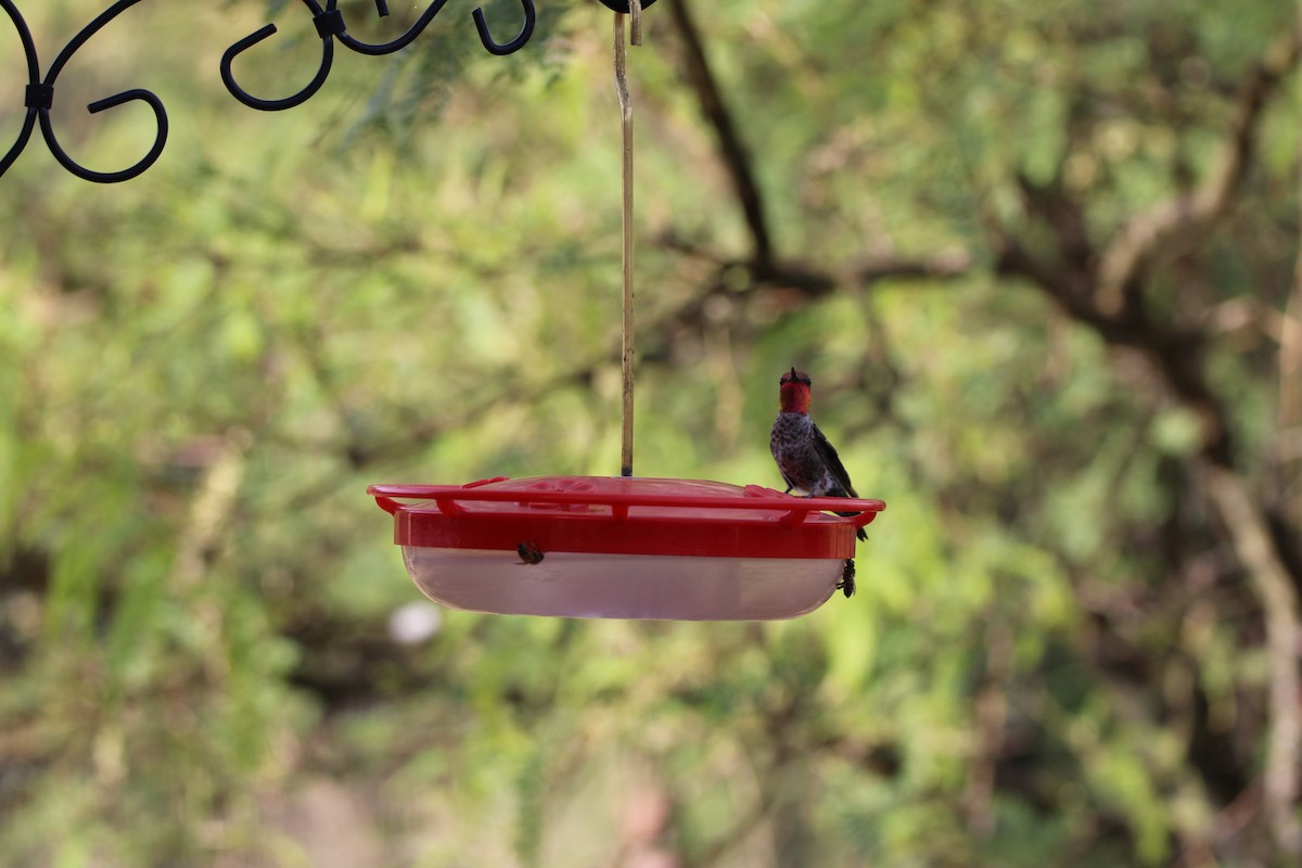 Anna's Hummingbird - ML620230984