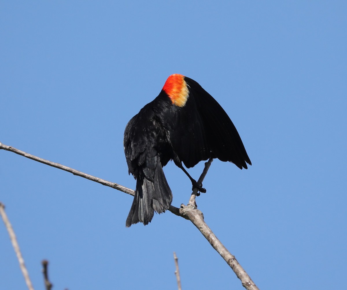 Red-winged Blackbird - Laurel Barnhill
