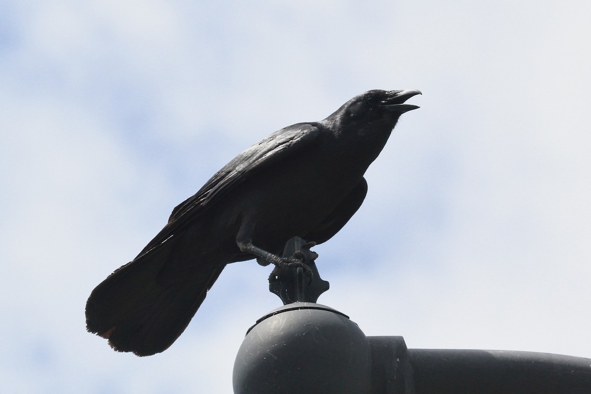 Fish Crow - ML620230991