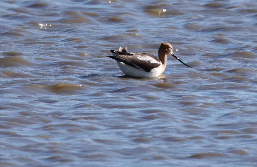 American Avocet - ML620230995