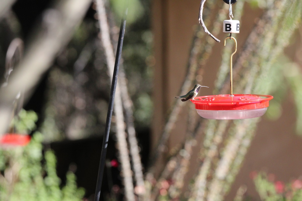 Lucifer Hummingbird - ML620231015