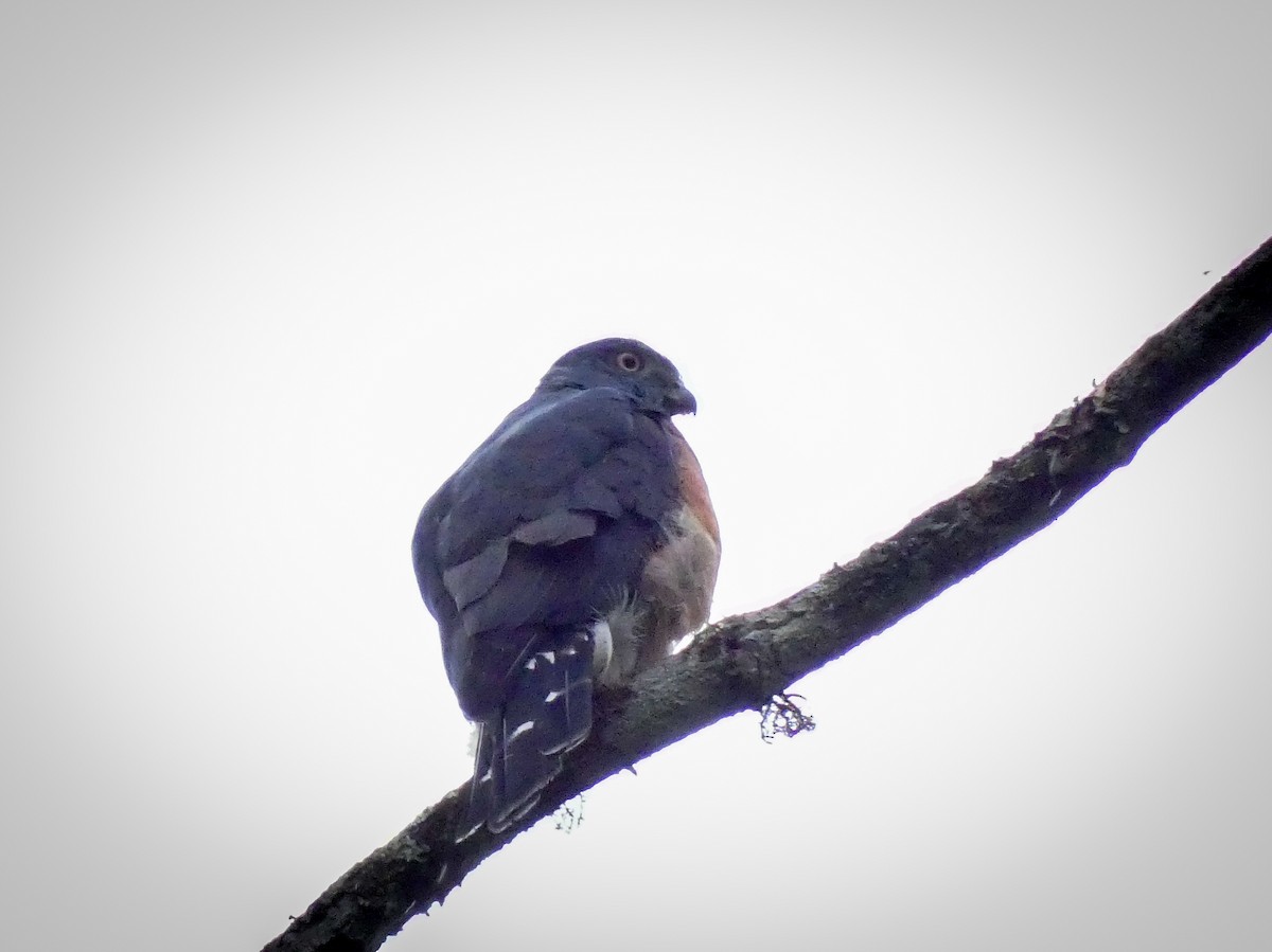 Double-toothed Kite - ML620231030