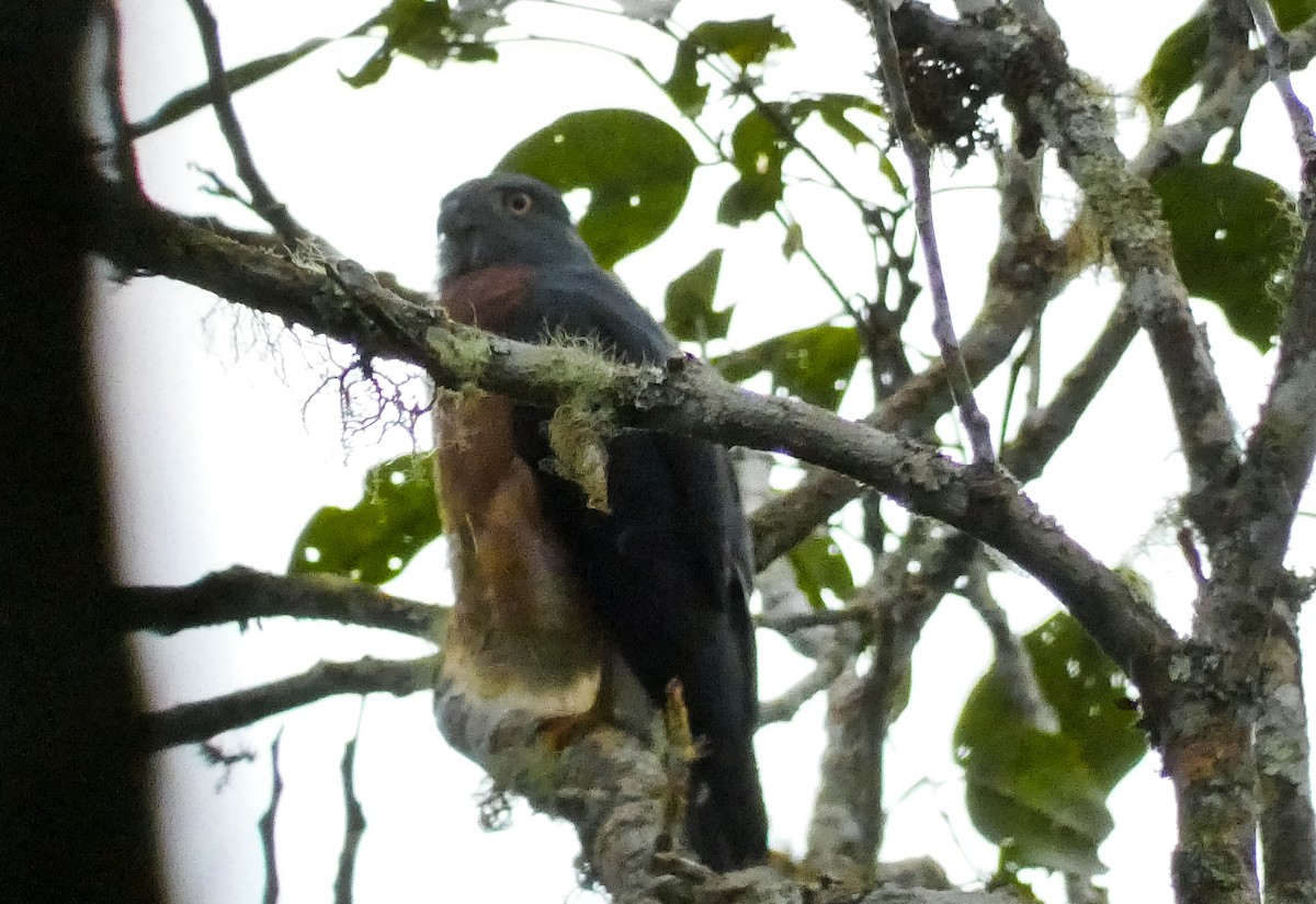 Double-toothed Kite - ML620231031