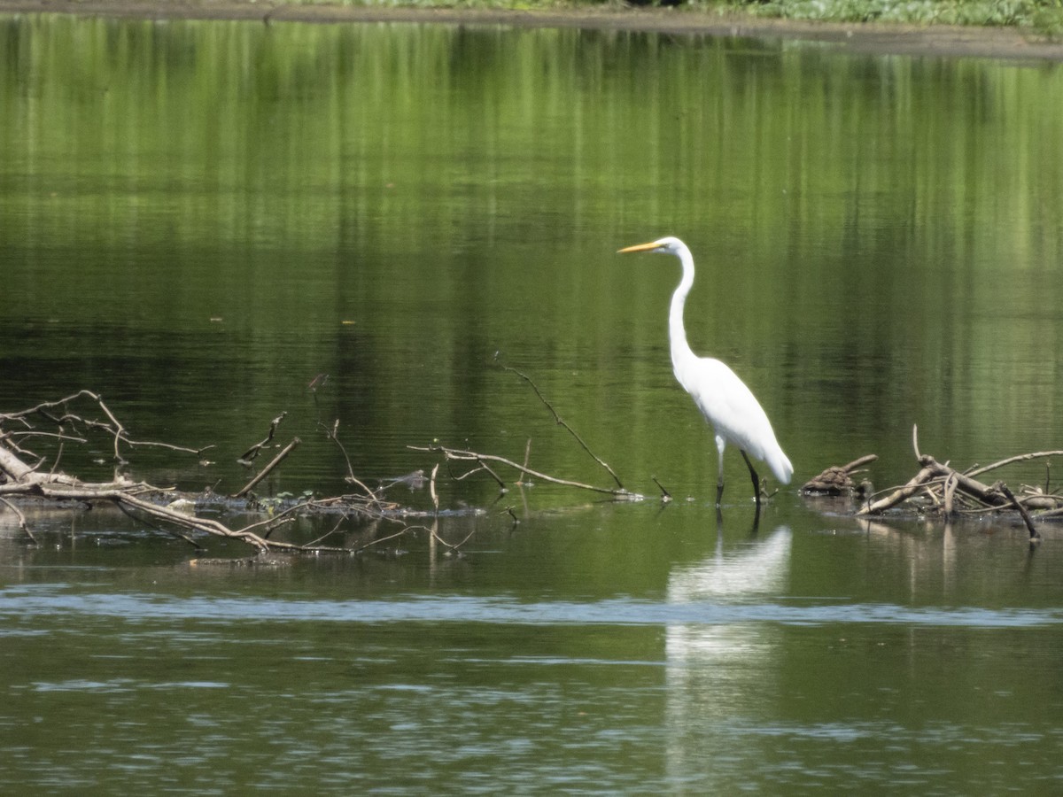 Great Egret - ML620231032