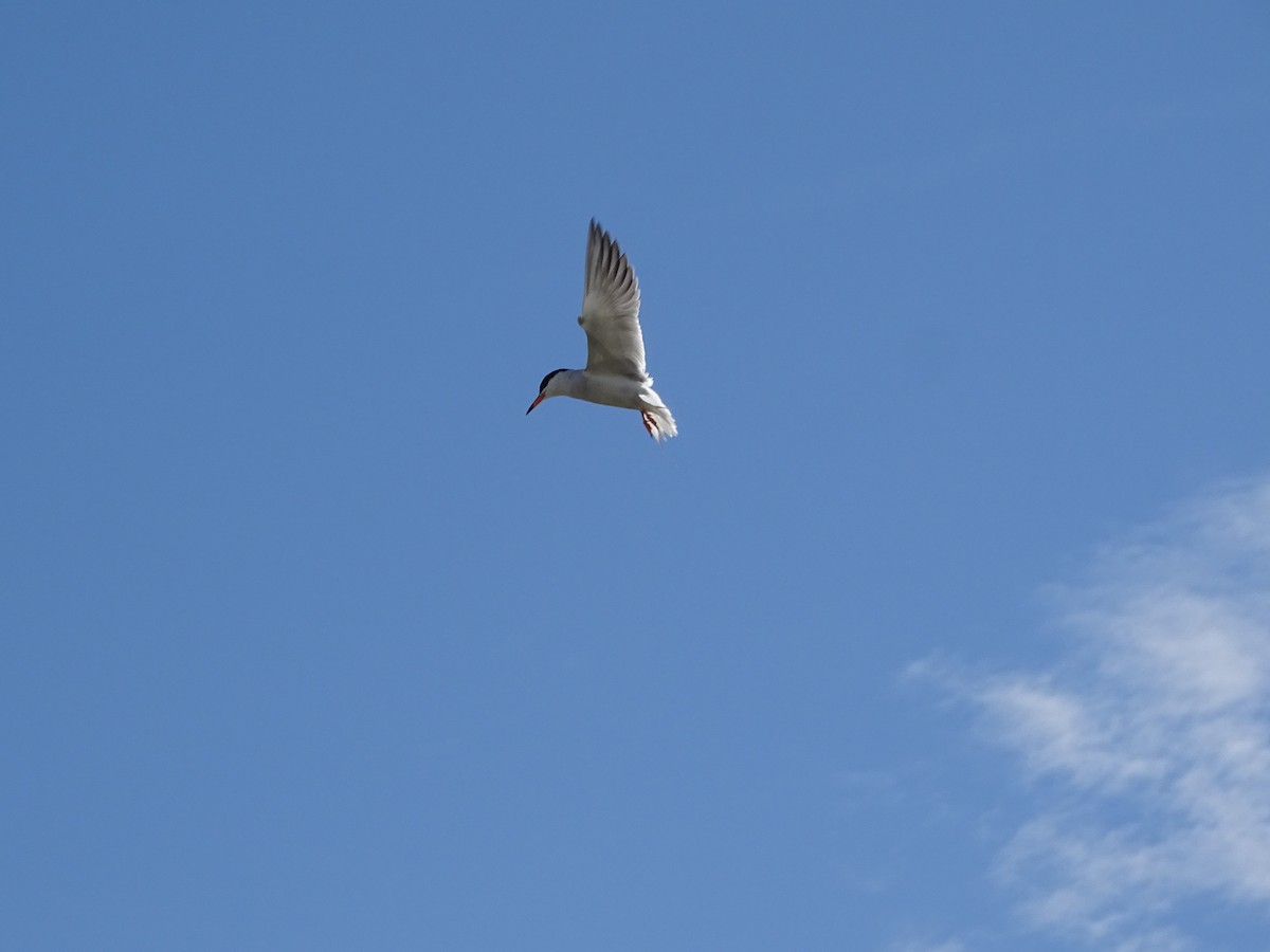 Forster's Tern - ML620231034