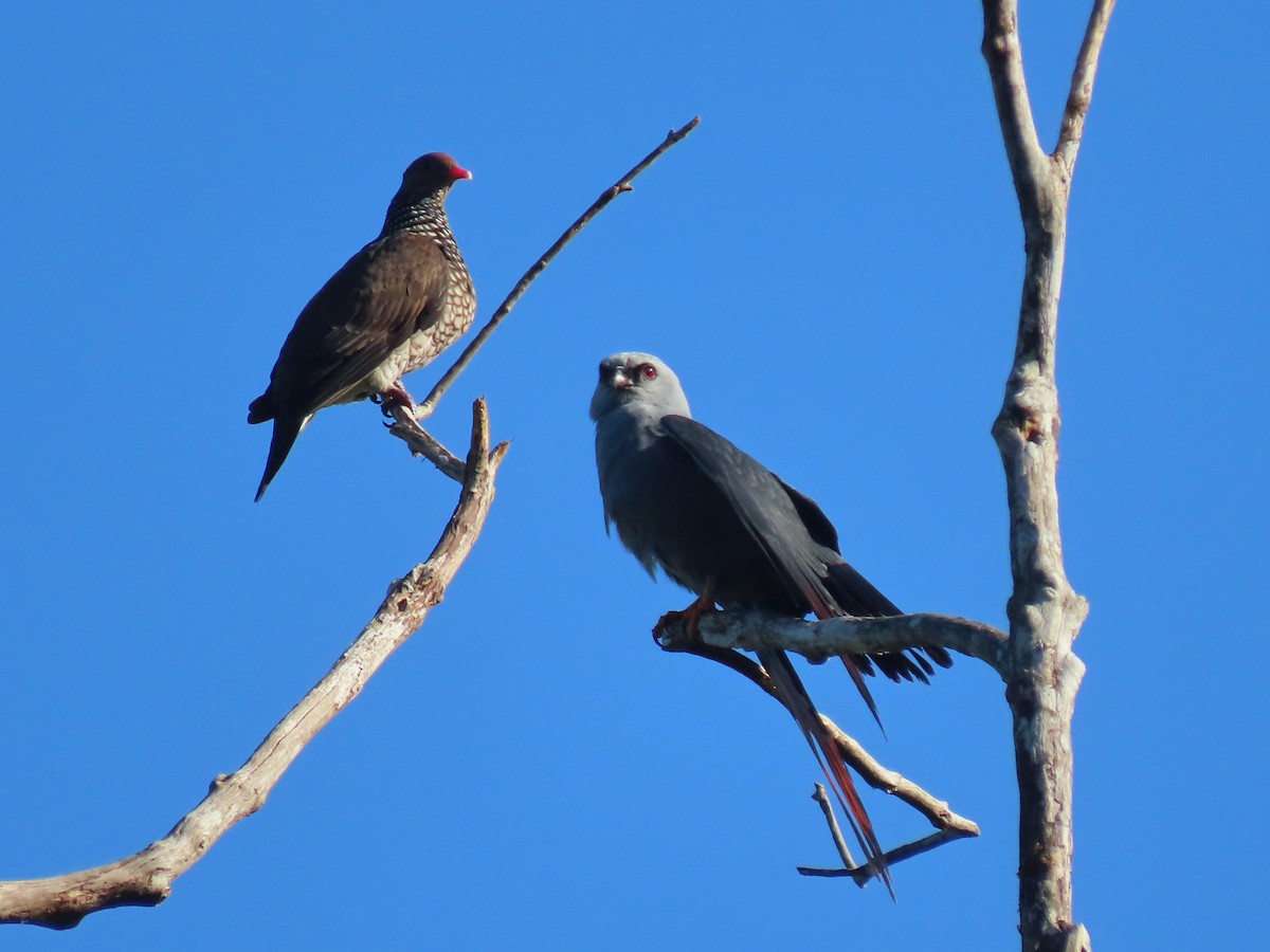 Plumbeous Kite - ML620231035