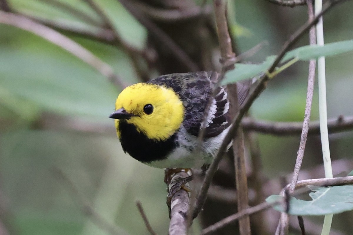 Paruline à tête jaune - ML620231041