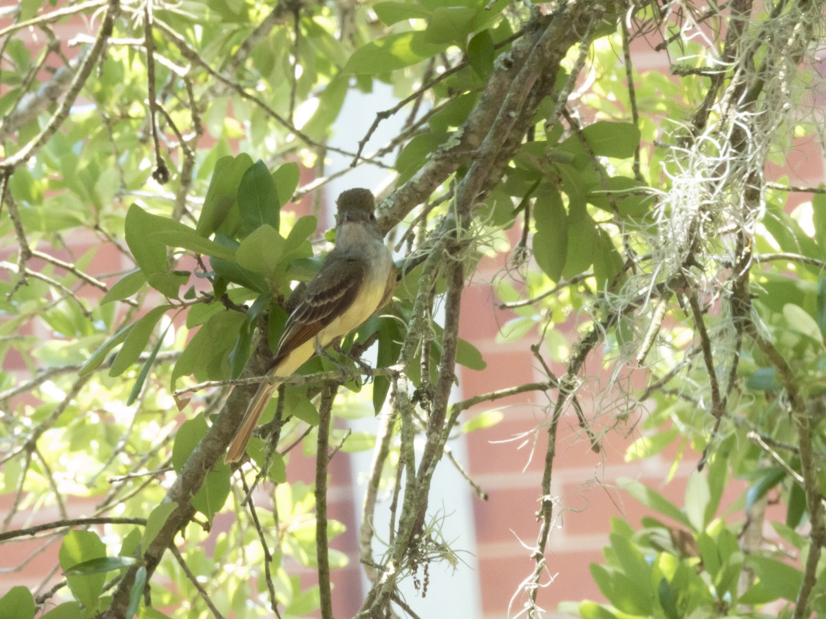 Great Crested Flycatcher - ML620231042