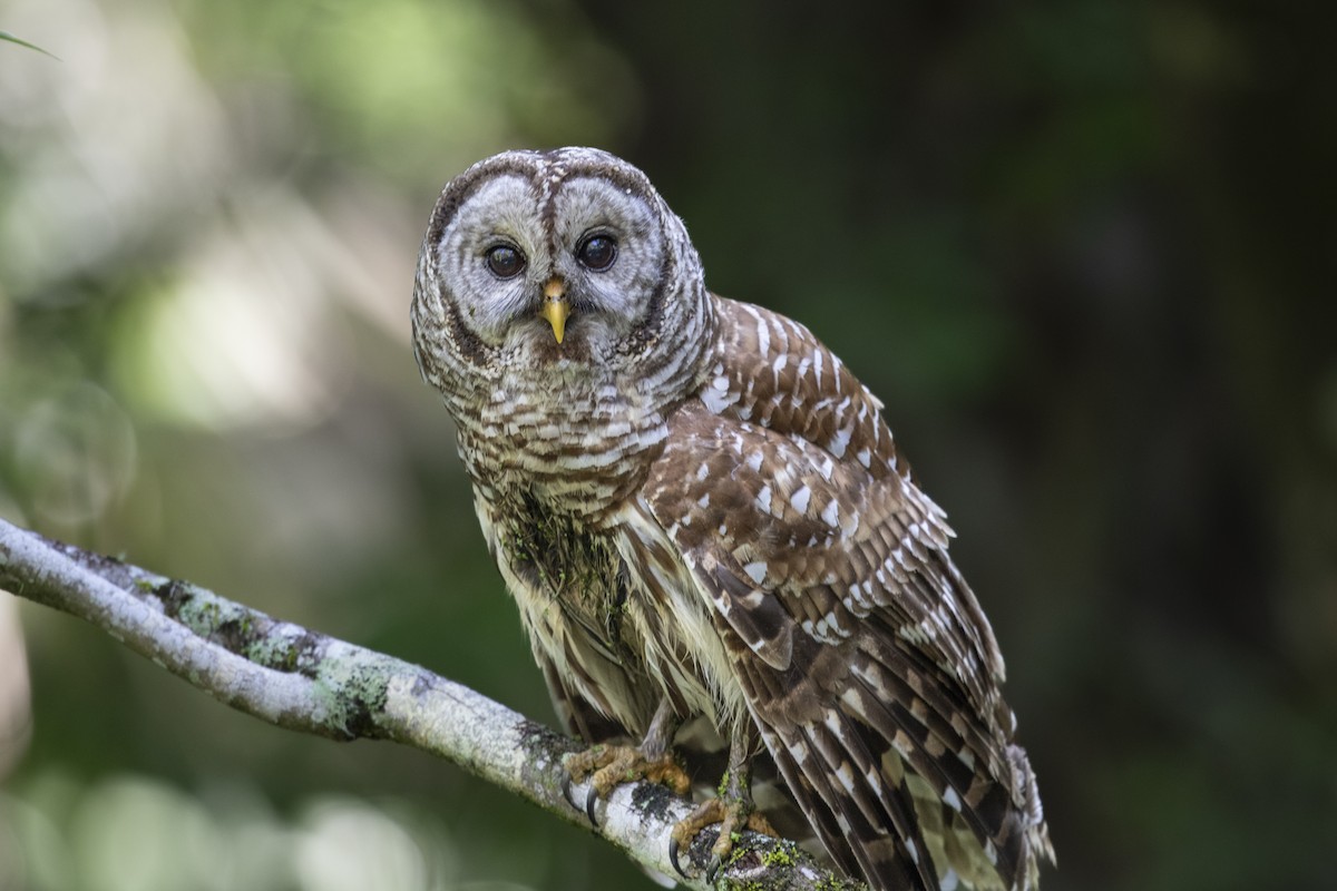 Barred Owl - ML620231043