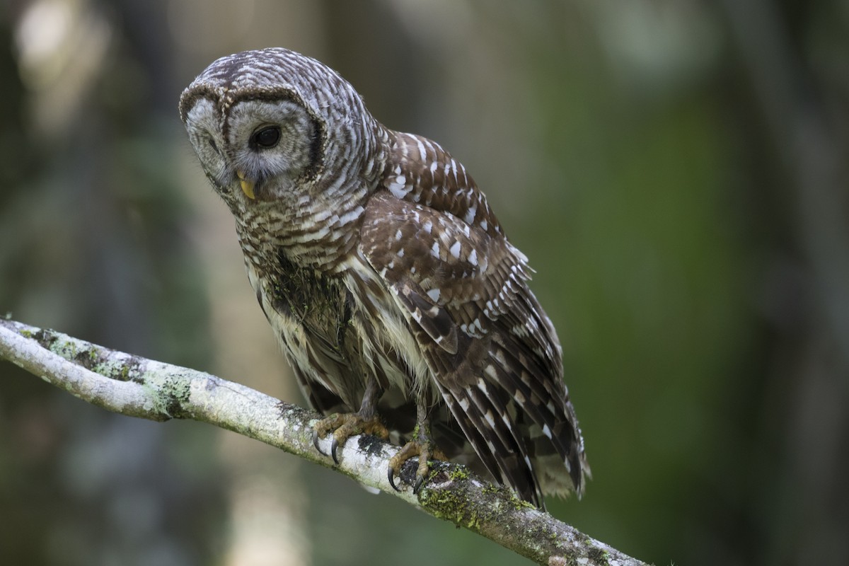 Barred Owl - ML620231044