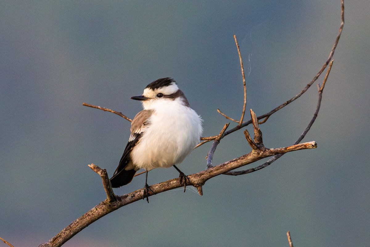 Black-crowned Monjita - ML620231048