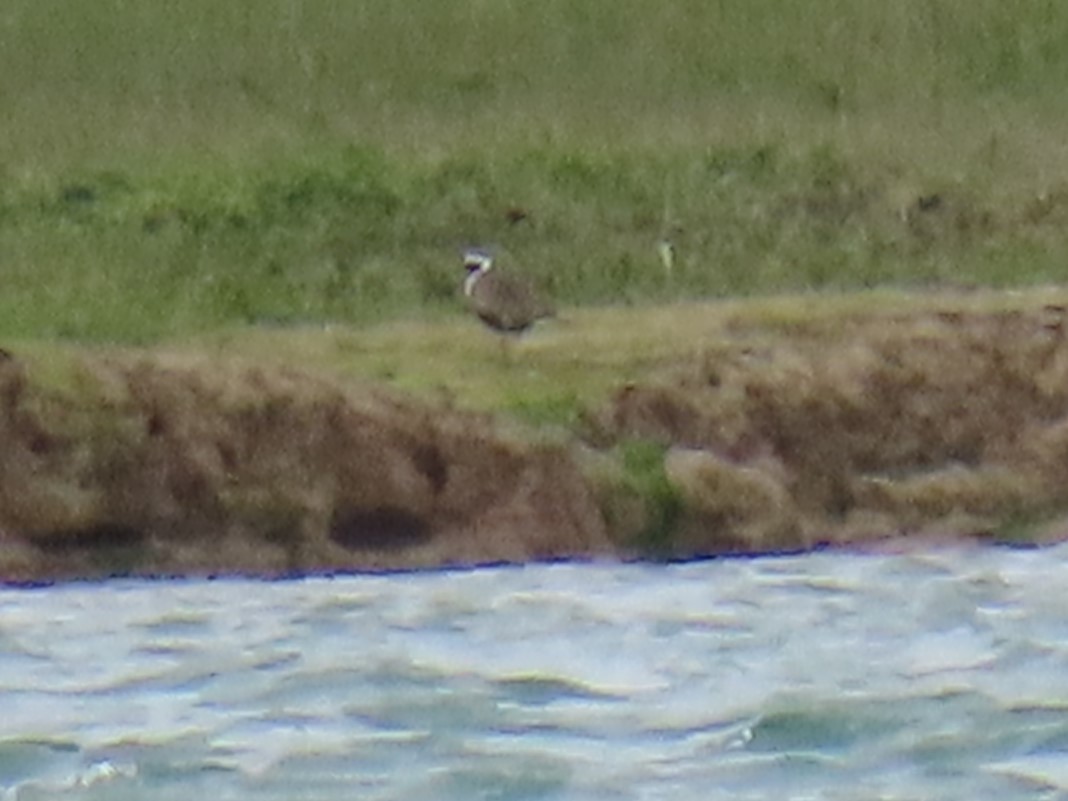 American Golden-Plover - ML620231053