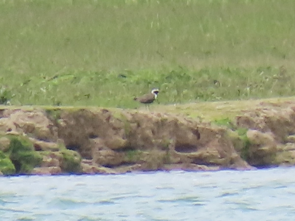 American Golden-Plover - ML620231054