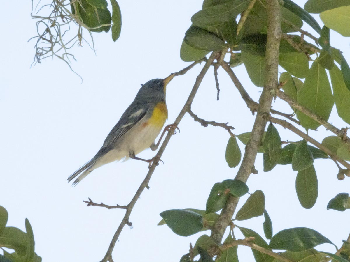 Northern Parula - ML620231073