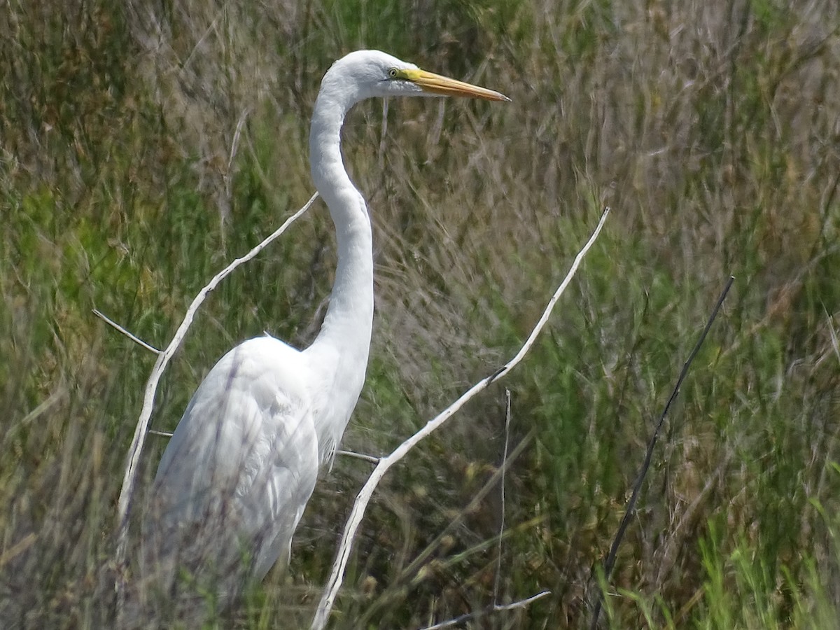 Great Egret - ML620231080