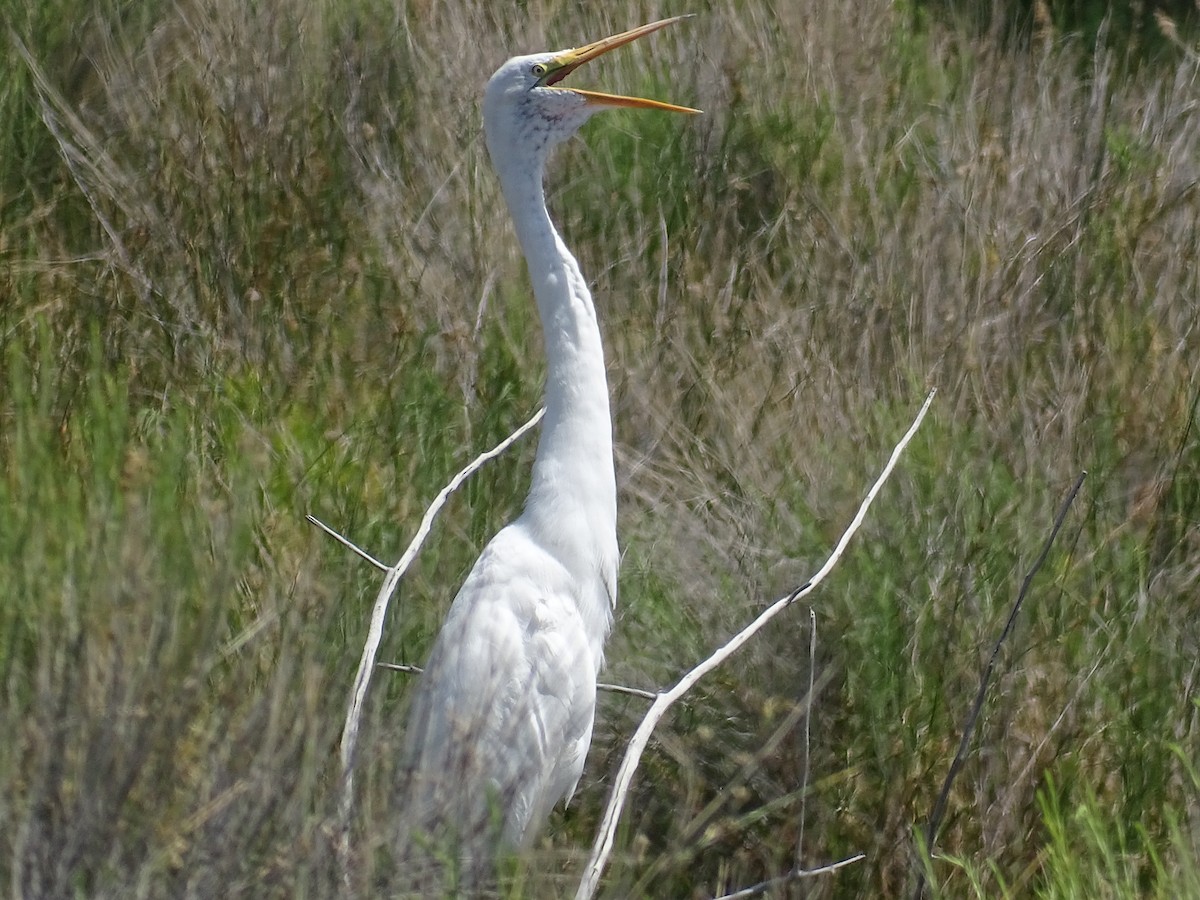 Great Egret - ML620231081