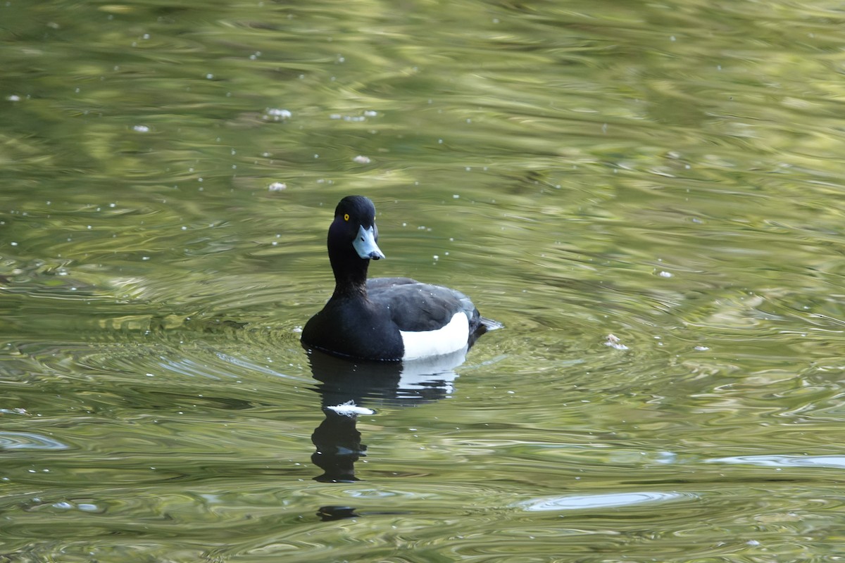 Tufted Duck - ML620231084
