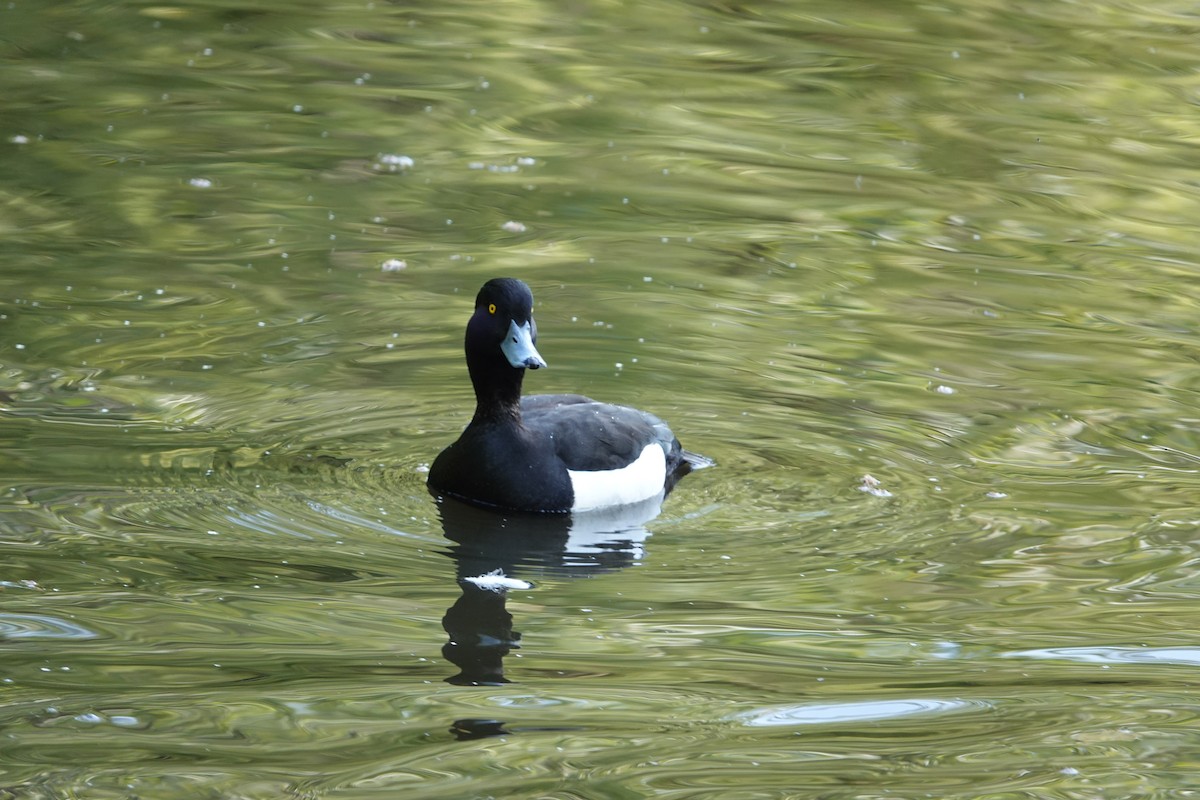 鳳頭潛鴨 - ML620231084