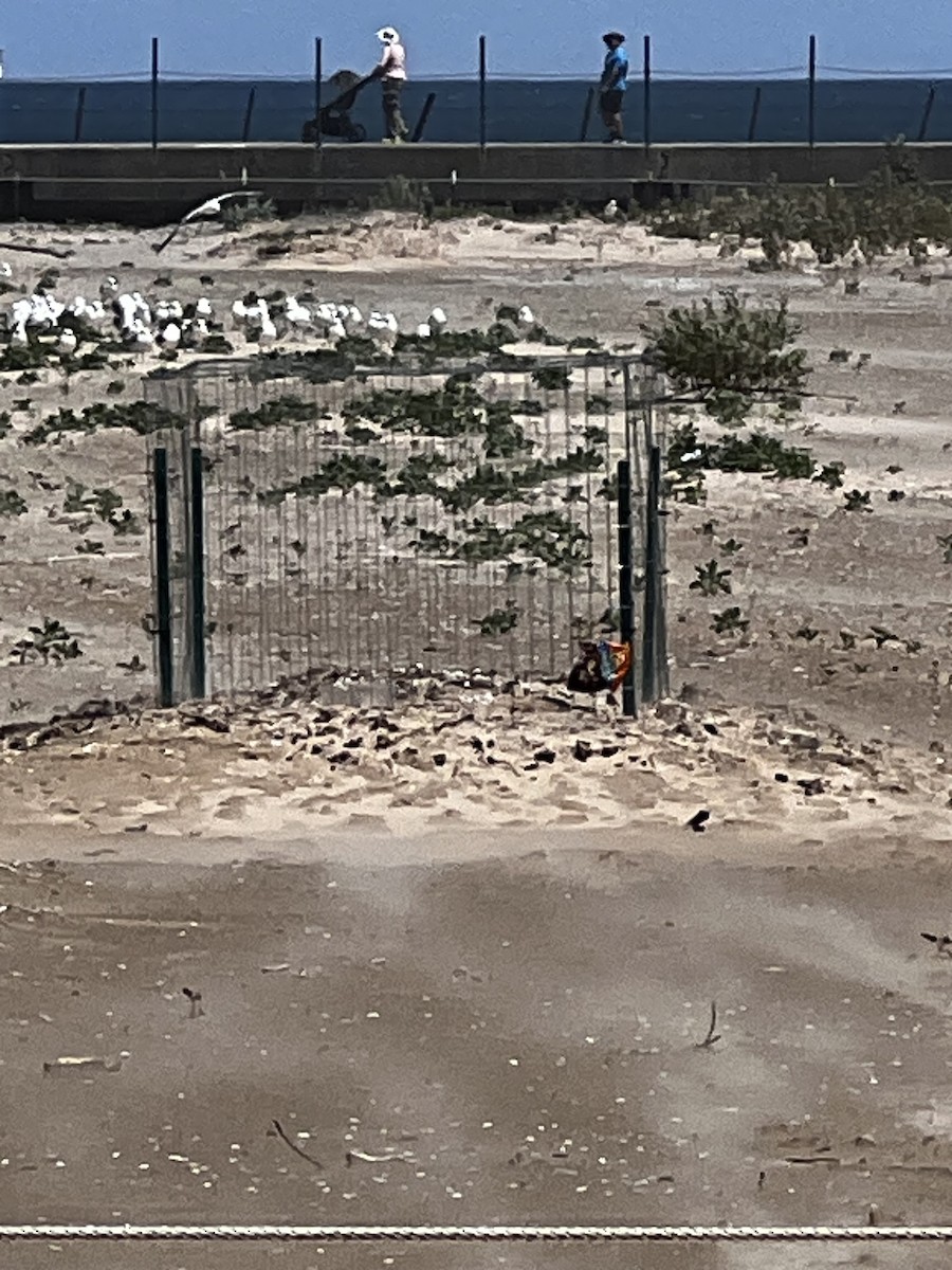 Piping Plover - ML620231089